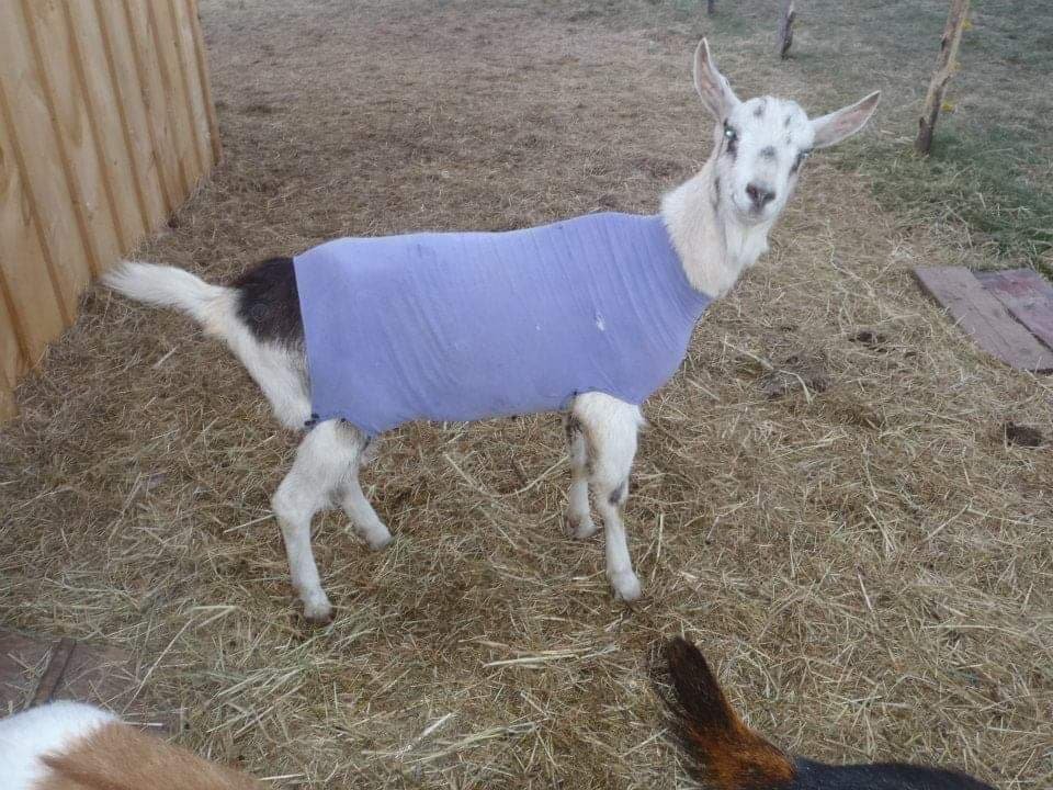 Floyd, an Alpine goat, would shiver if the temperature dropped below 10 degrees, so he needed some layers.
